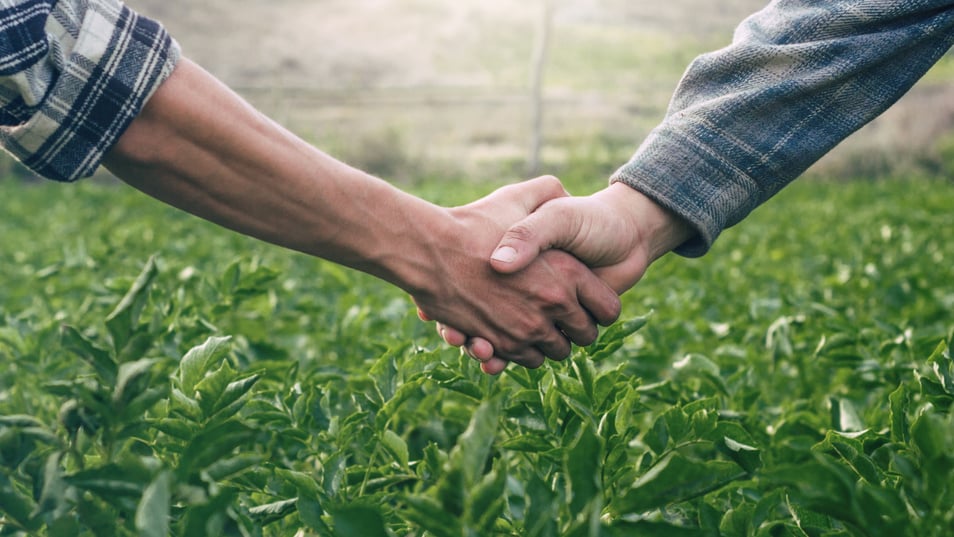 Farmer Shaking Hands on Potato Leaves